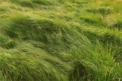 Key art for Grass, the Branden Jacobs-Jenkins world premiere at Park Avenue Armory