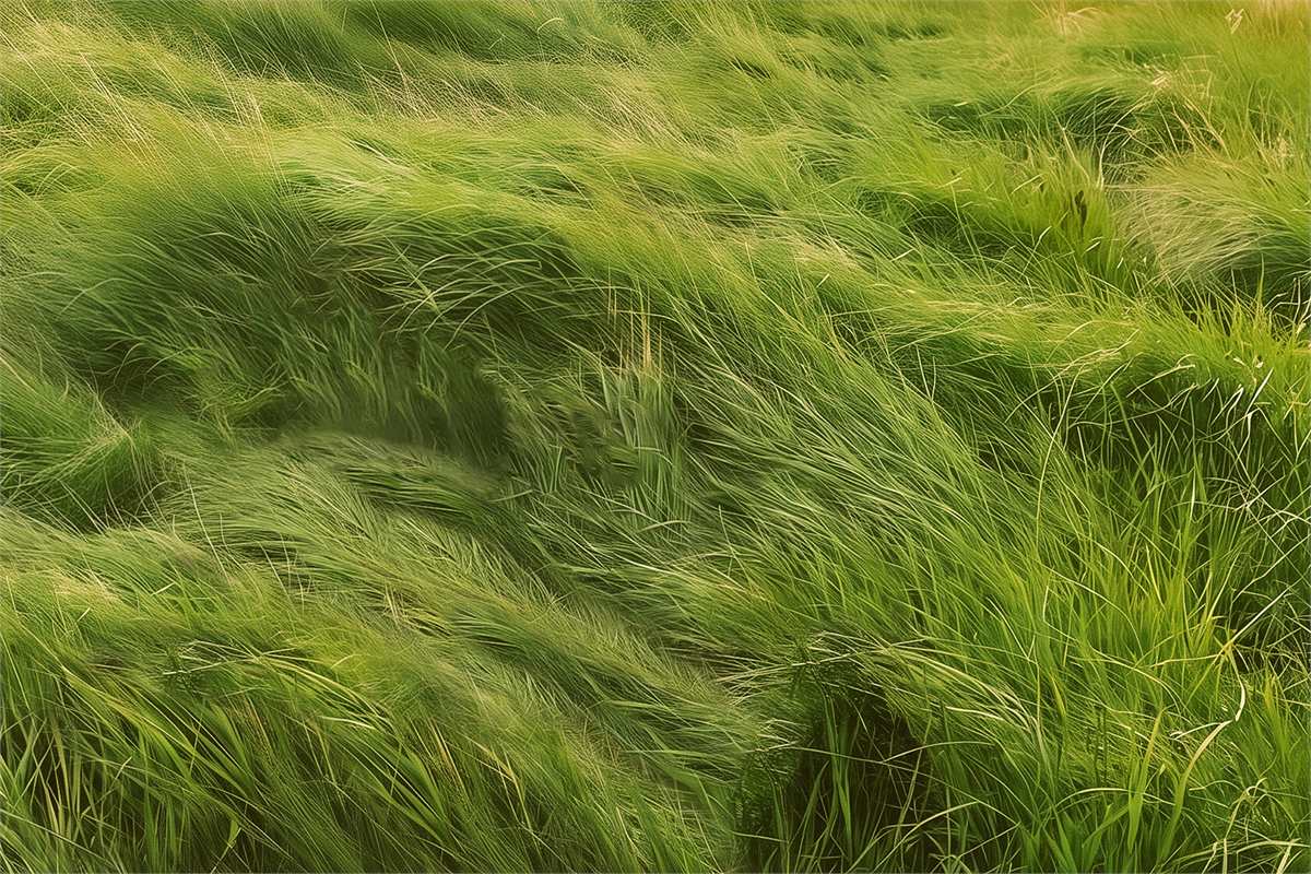 Key art for Grass, the Branden Jacobs-Jenkins world premiere at Park Avenue Armory